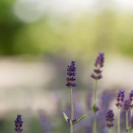 Osada Debno Tatil Evi