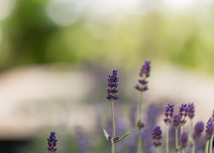 Osada Debno بيت للعطل